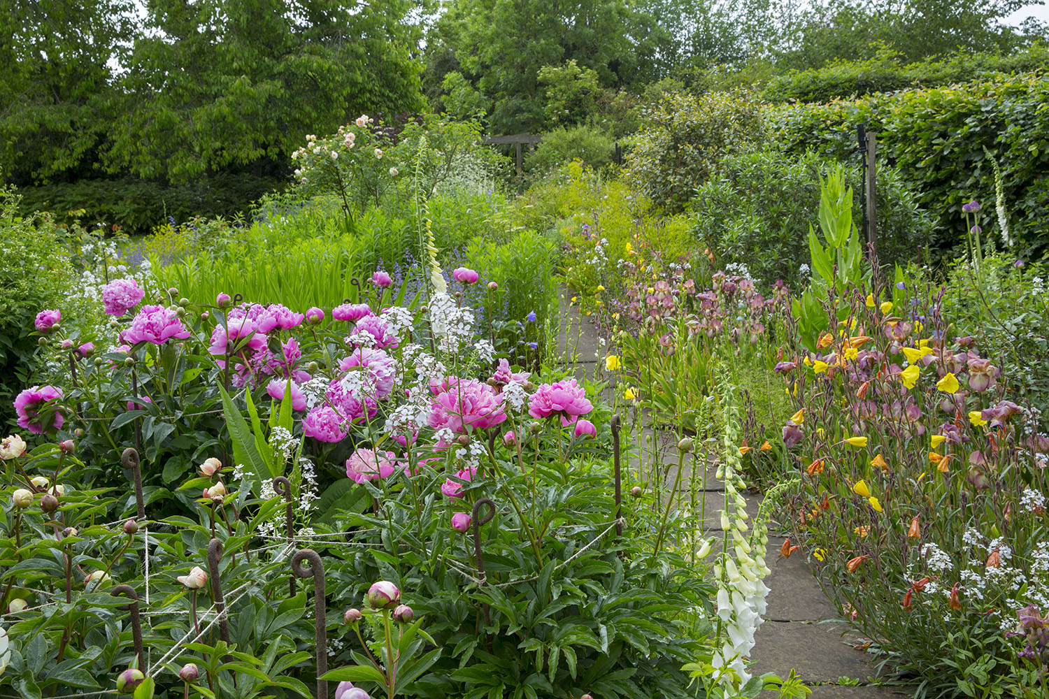 Peonies etc, crop bottom? 1228411 (Marianne M)