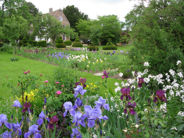 Irises over wall